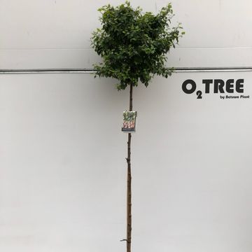 Betula pendula MAGICAL GLOBE