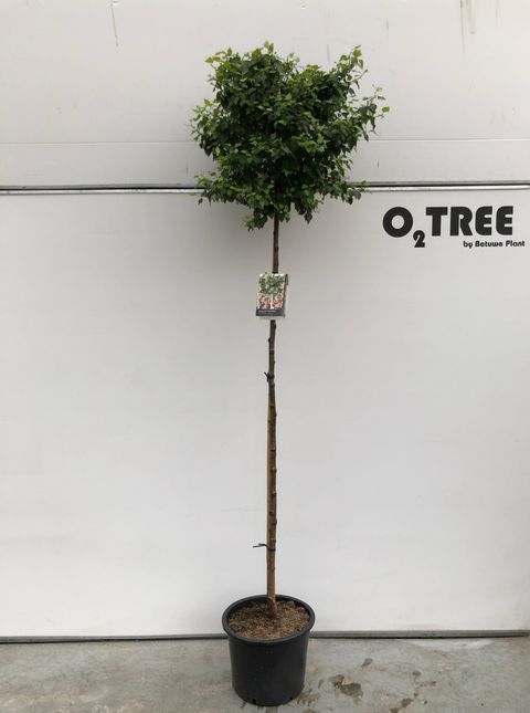 Betula pendula MAGICAL GLOBE