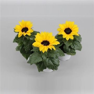 Helianthus annuus 'Sunsation'