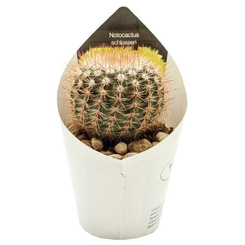 Notocactus schlosseri