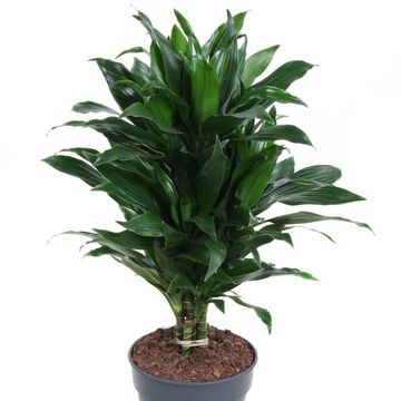 Dracaena fragrans 'Green Jewel'