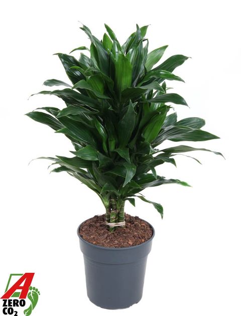 Dracaena fragrans 'Green Jewel'