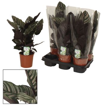 Calathea ornata