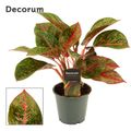 Aglaonema 'Red Happiness'