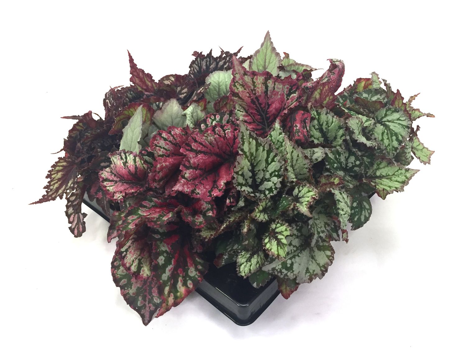 Begonia REX MIX — Mayorista de plantas FlorAccess