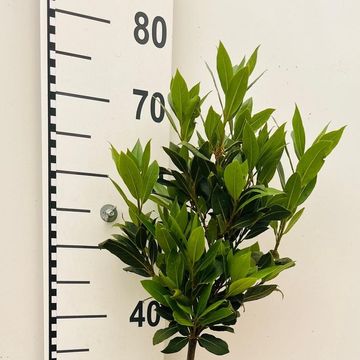 Laurus nobilis