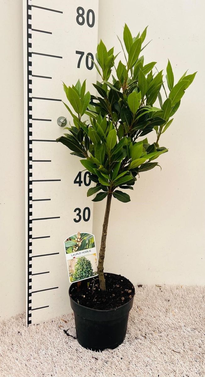 Vip Laurus Laurus nobilis — Toptan Bitki Satışı FlorAccess
