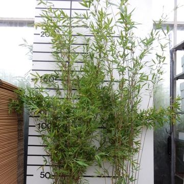 Fargesia 'Winter Joy'