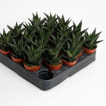 Haworthia limifolia