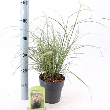 Miscanthus sinensis 'Adagio'