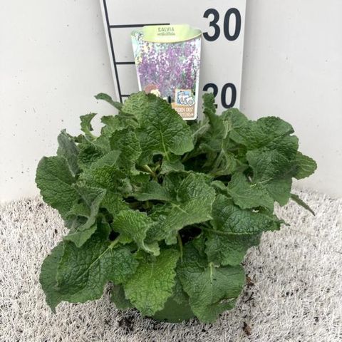 Salvia verticillata 'Purple Rain'