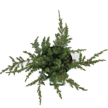 Juniperus conferta 'Schlager'