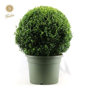 Buxus sempervirens