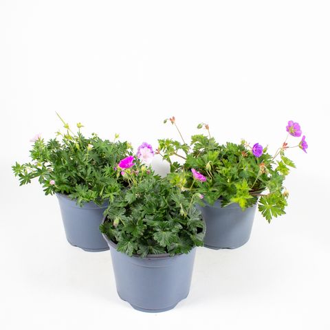 Geranium MIX