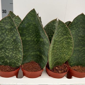 Sansevieria grandis