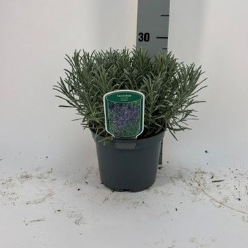 Lavandula x intermedia 'Grosso'