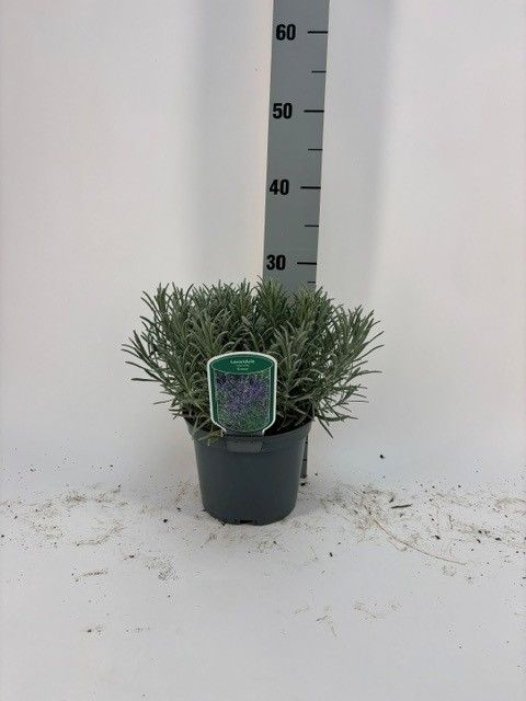 Lavandula x intermedia 'Grosso'