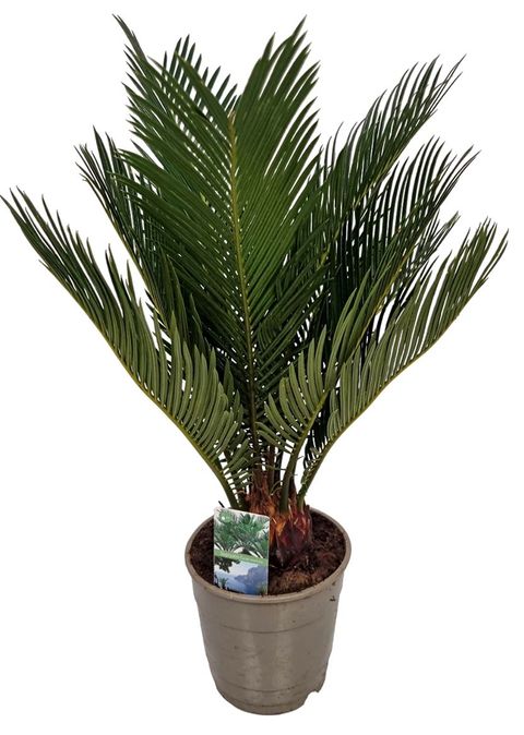 Cycas revoluta