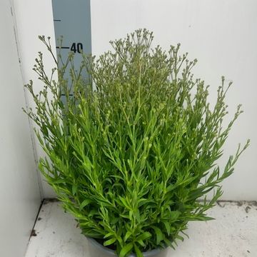 Gypsophila paniculata SUMMER SPARKLES