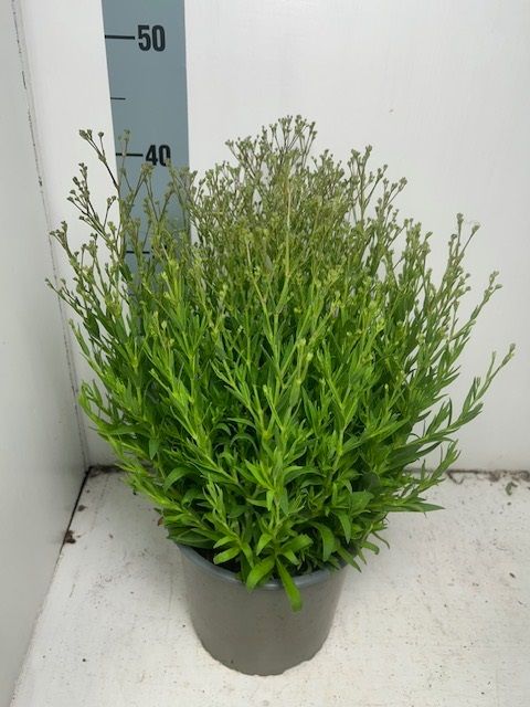 Gypsophila paniculata SUMMER SPARKLES