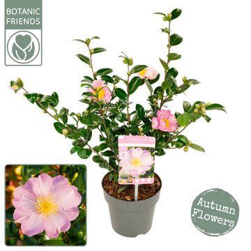 Camellia sasanqua