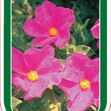 Cistus x pulverulentus 'Sunset'