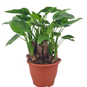 Alocasia cucullata