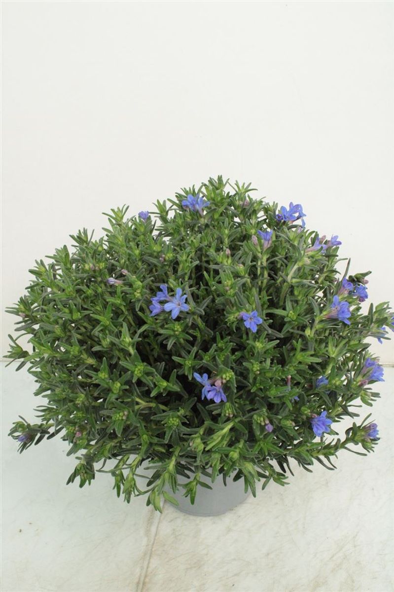 Lithodora diffusa — Plant Wholesale FlorAccess