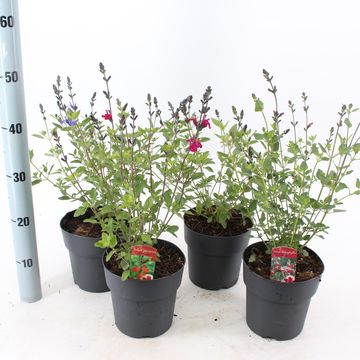 Salvia microphylla MIX