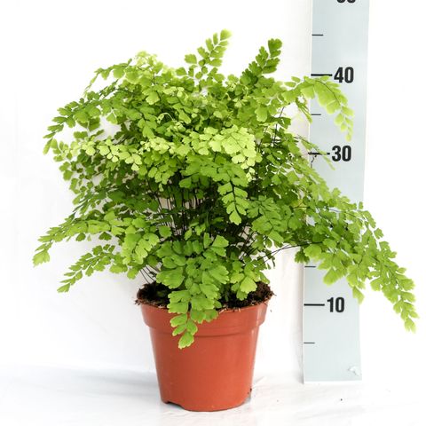 Adiantum raddianum 'Fragrans' — Bitkiler Toptan Satış FlorAccess