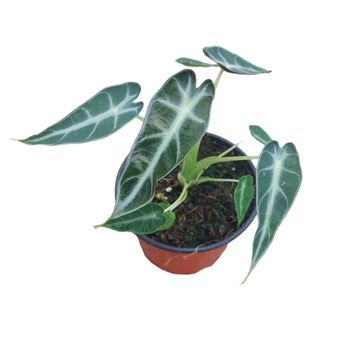 Alocasia BAMBINO VARIEGATA