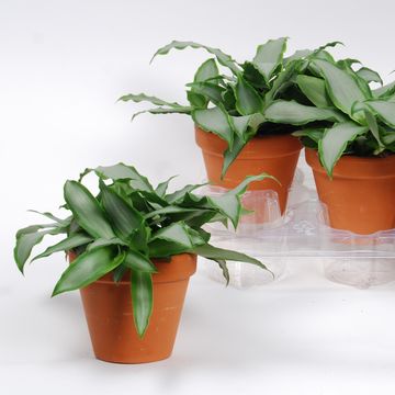 Murdannia loriformis BRIGHT STAR