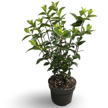 Hydrangea paniculata SUNDAE FRAISE