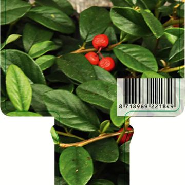 Cotoneaster dammeri