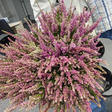 Calluna vulgaris 'Dark Star'