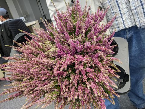 Calluna vulgaris 'Dark Star'