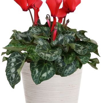 Cyclamen persicum SUPER SERIE S ALLURE MIX