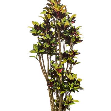 Trojskrzyn variegatum 'Mrs Iceton'