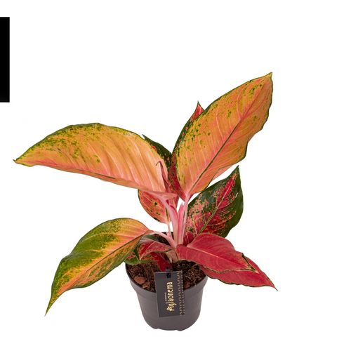 Aglaonema 'Chili Red'