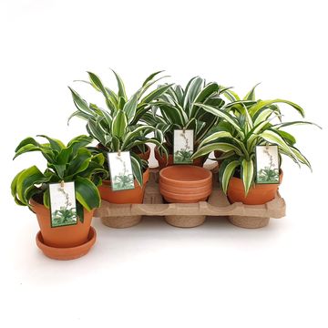 Dracaena MIX