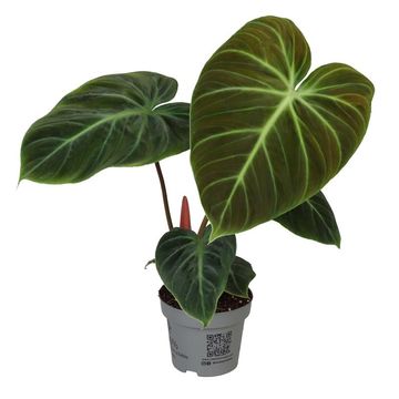 Philodendron 'El Choco Red'