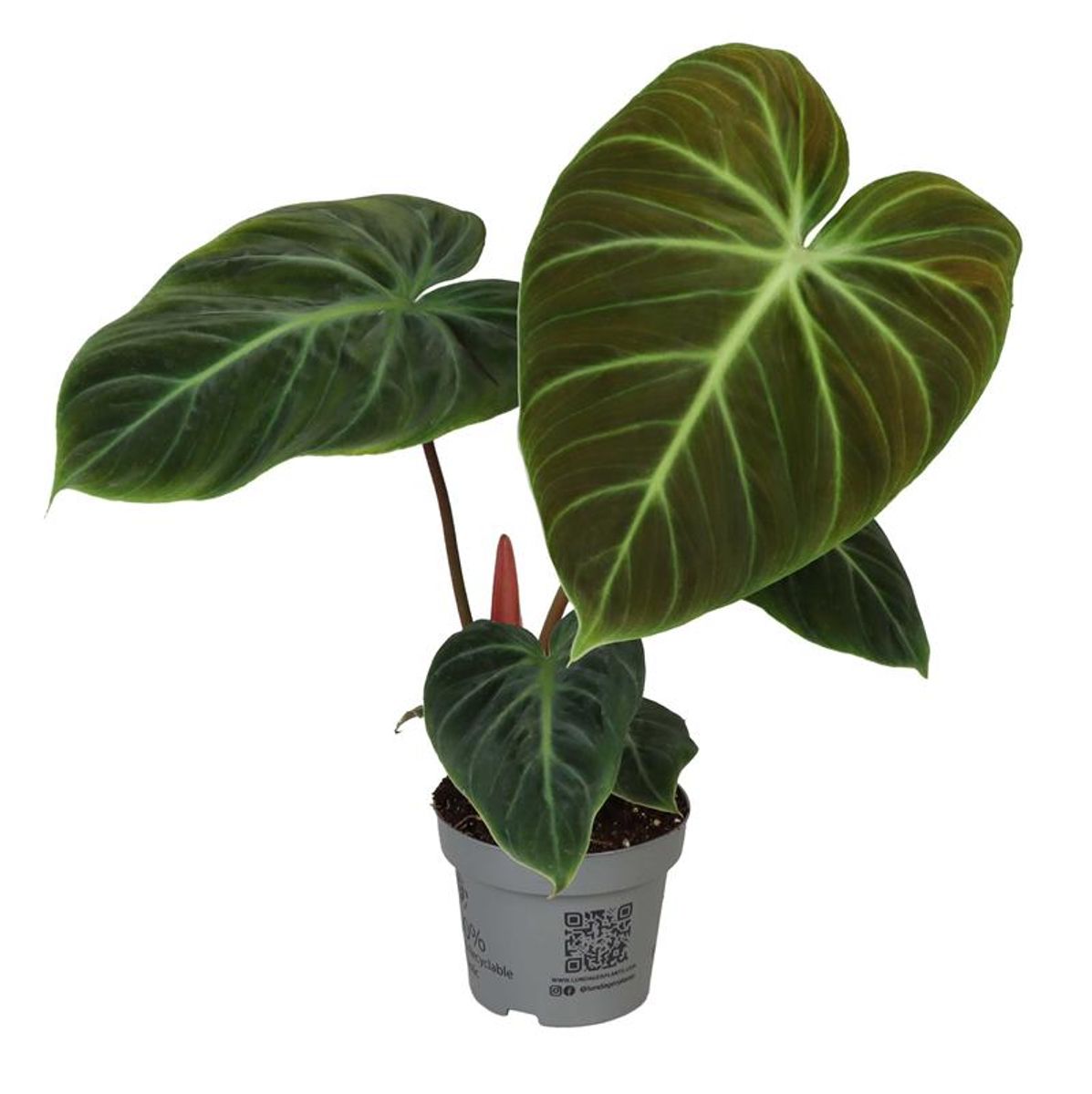 Philodendron 'El Choco Red'  Plant Wholesale FlorAccess