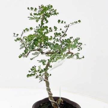 Vachellia nilotica
