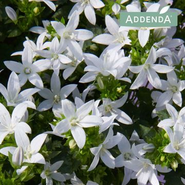 Campanula poscharskyana ADANSA WHITE