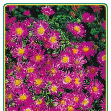 Aster MIX
