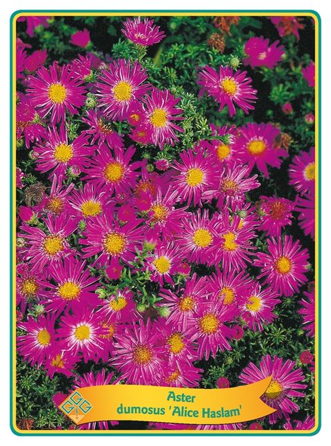 Aster MIX — Plant Wholesale FlorAccess