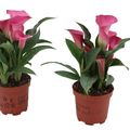 Zantedeschia 'Dutch Rosy'