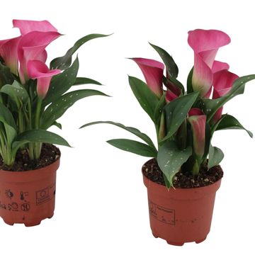 Zantedeschia 'Dutch Rosy'