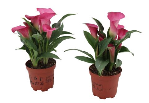 Zantedeschia 'Dutch Rosy'