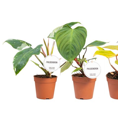 Philodendron MIX (Mostert NWK)